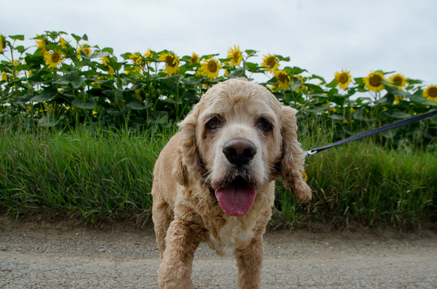 Chewy with sunflowers