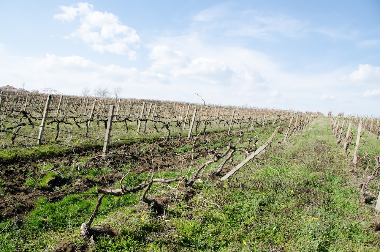Ivailovgrad vineyards
