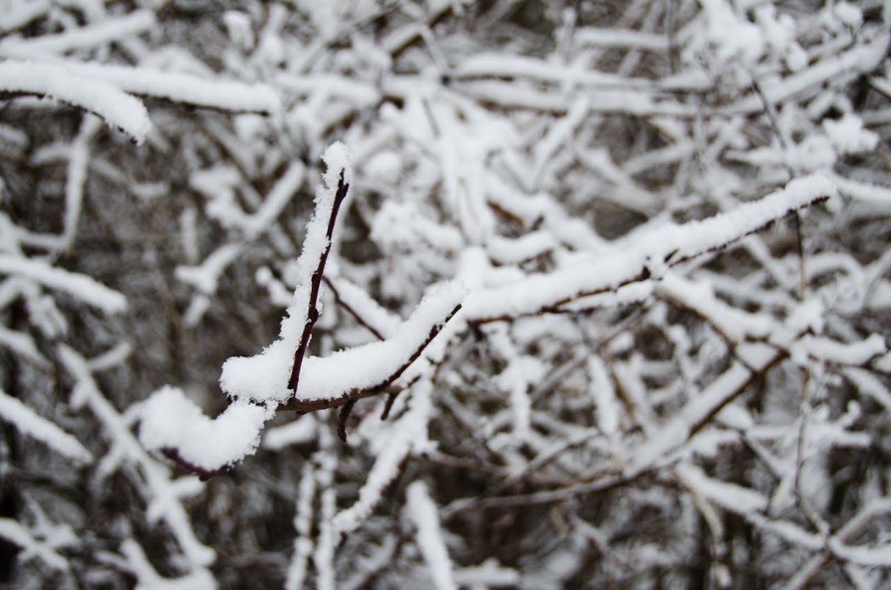 Snow on tree branches