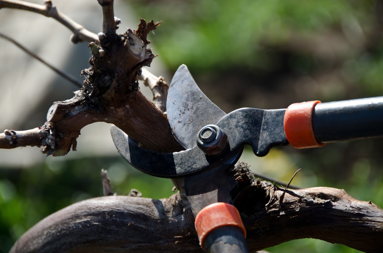 Cutting Ivailovgrad vine