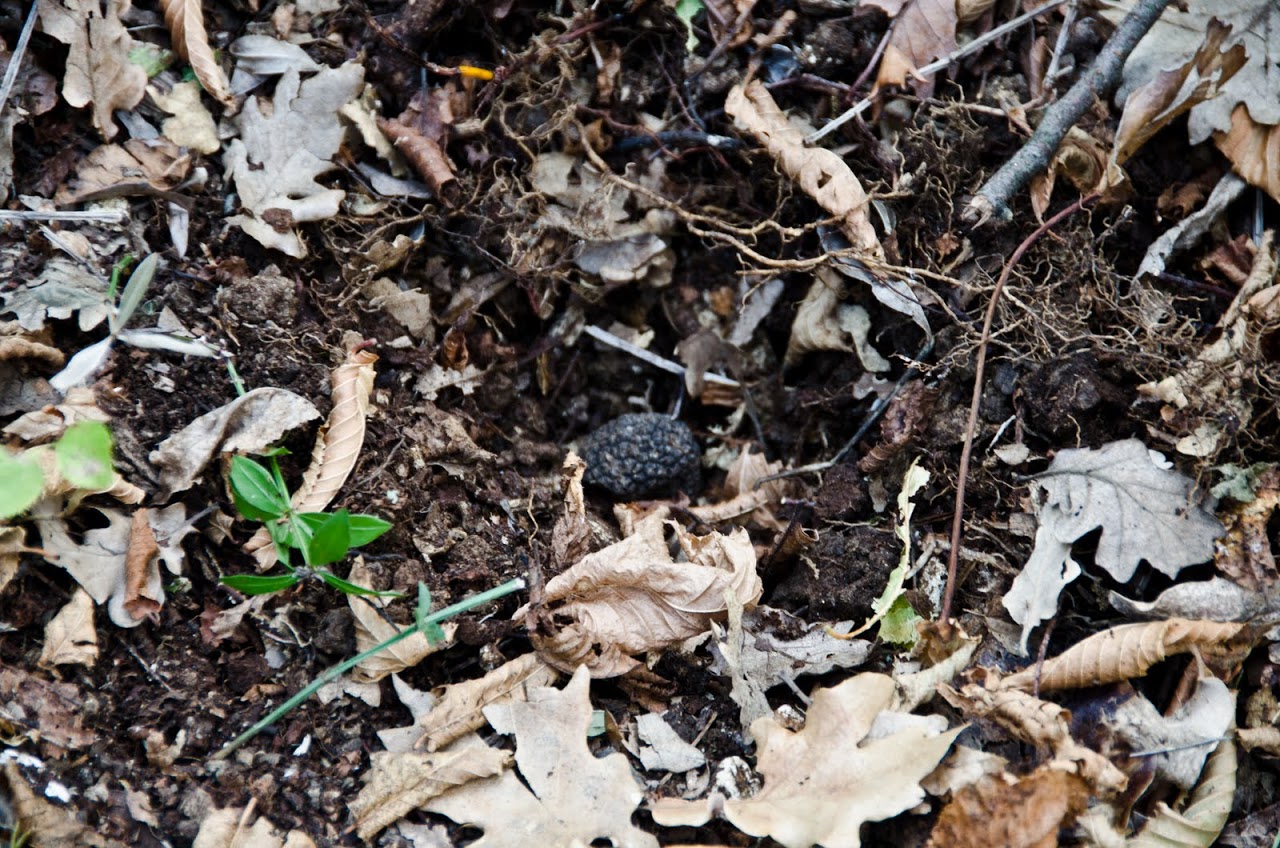 Truffle in the soil