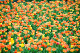 Tulips at the Biltmore