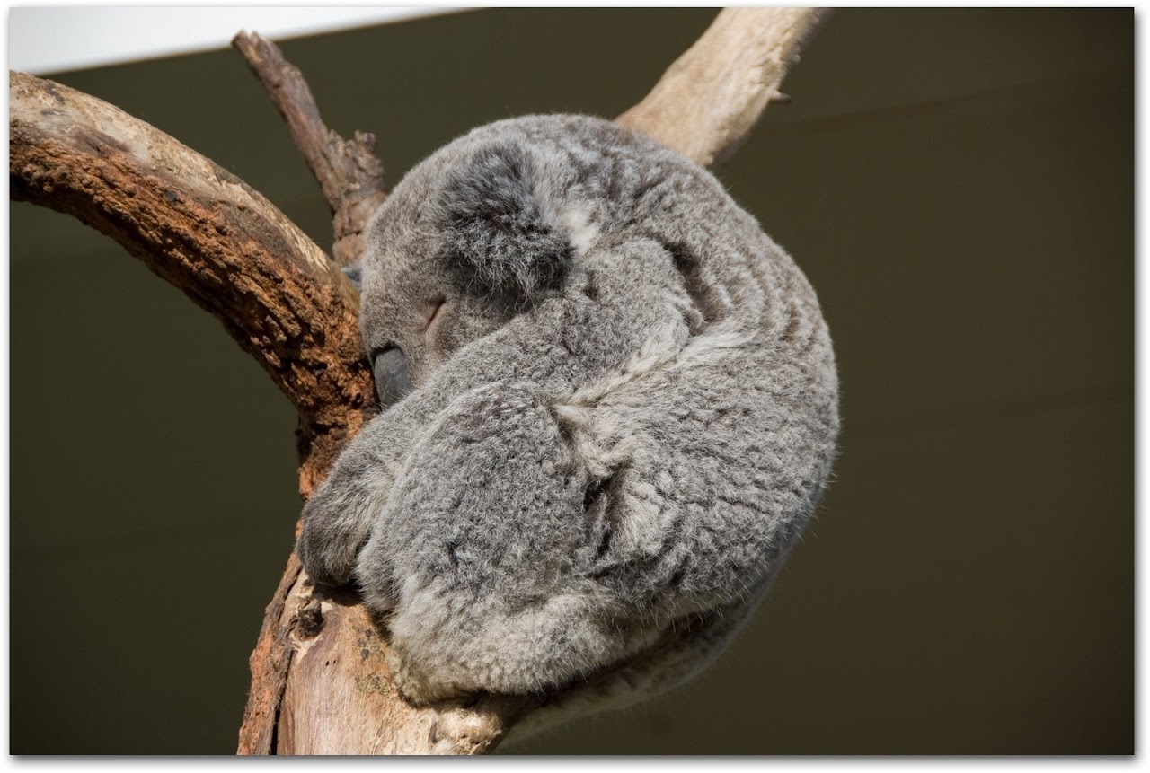 Koala cuddled in tree