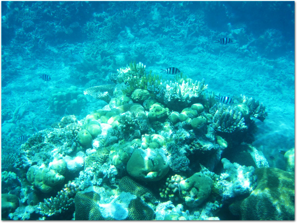 Coral in Great Barrier Reef
