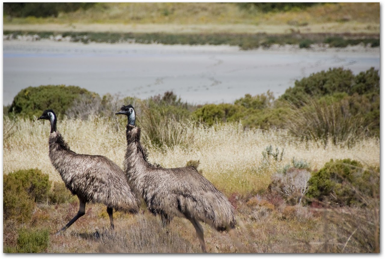 Emus in grass