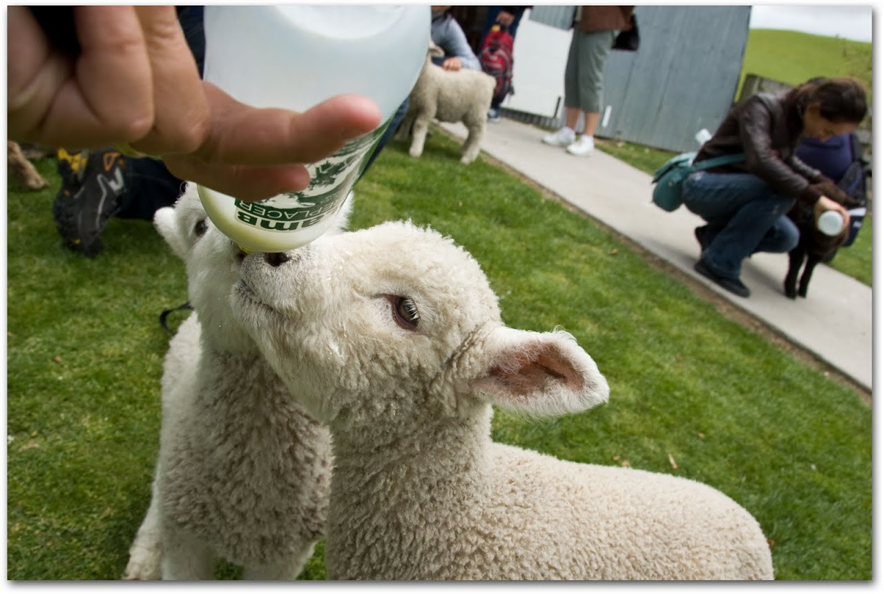 Bottle feeding lambs