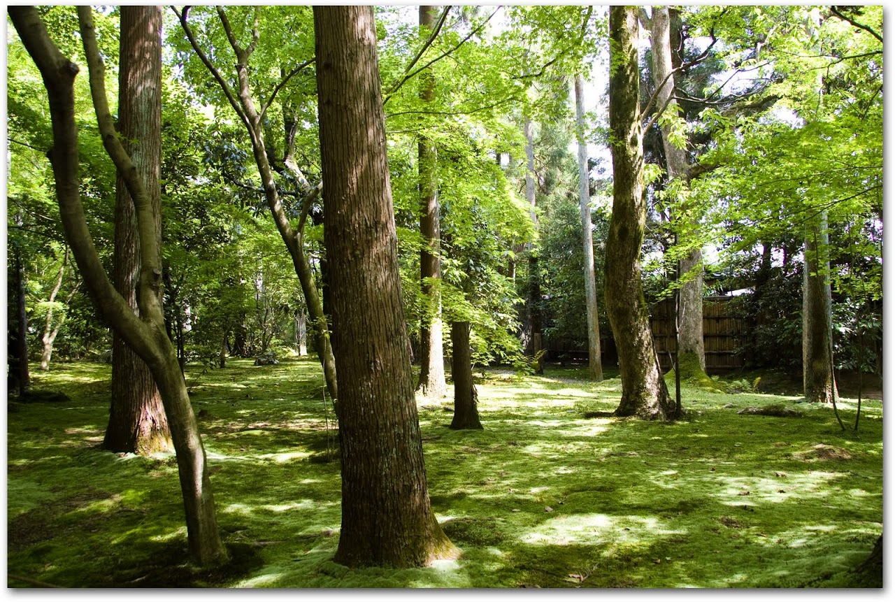 Ryoanji moss garden