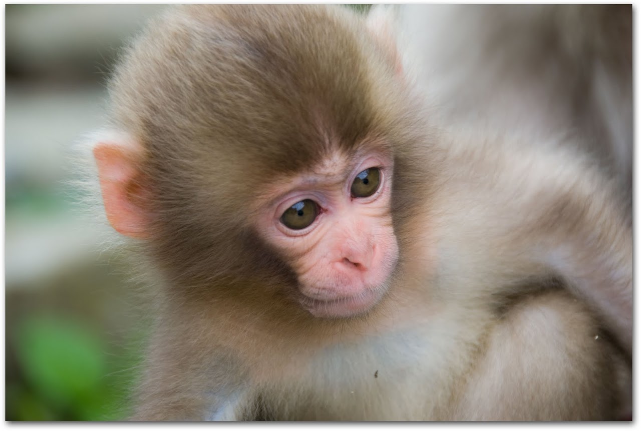Monkey baby at Jigokudani Park