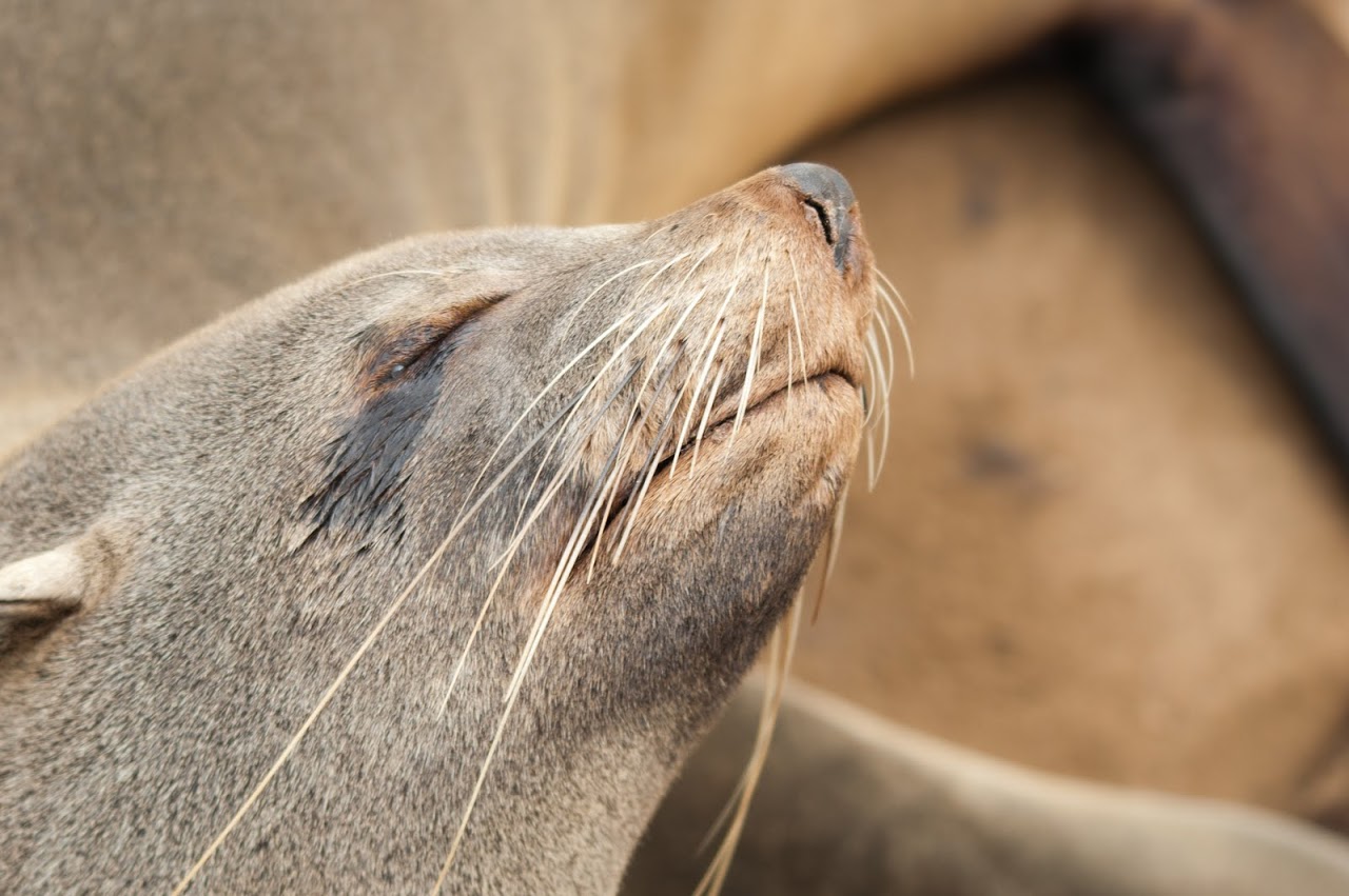 Seal face