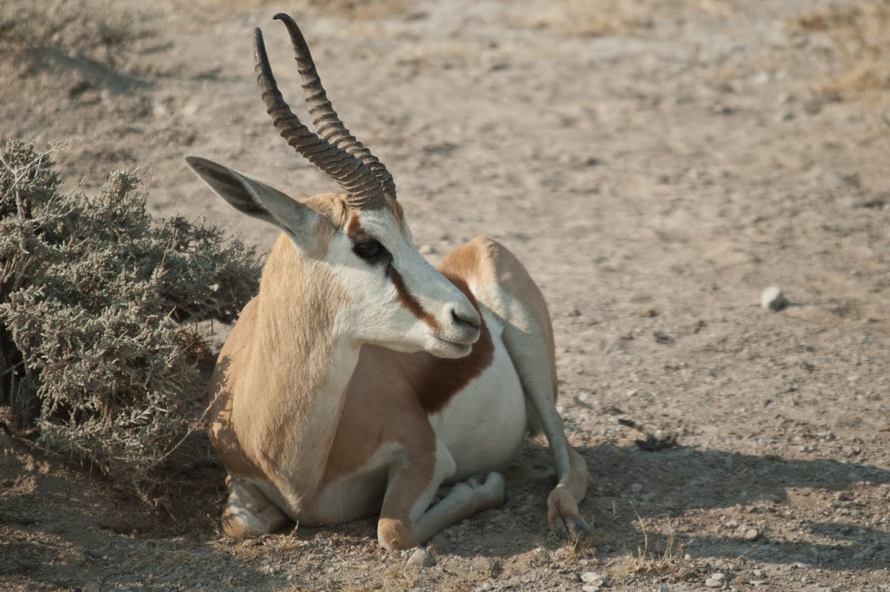 Antelope Etosha