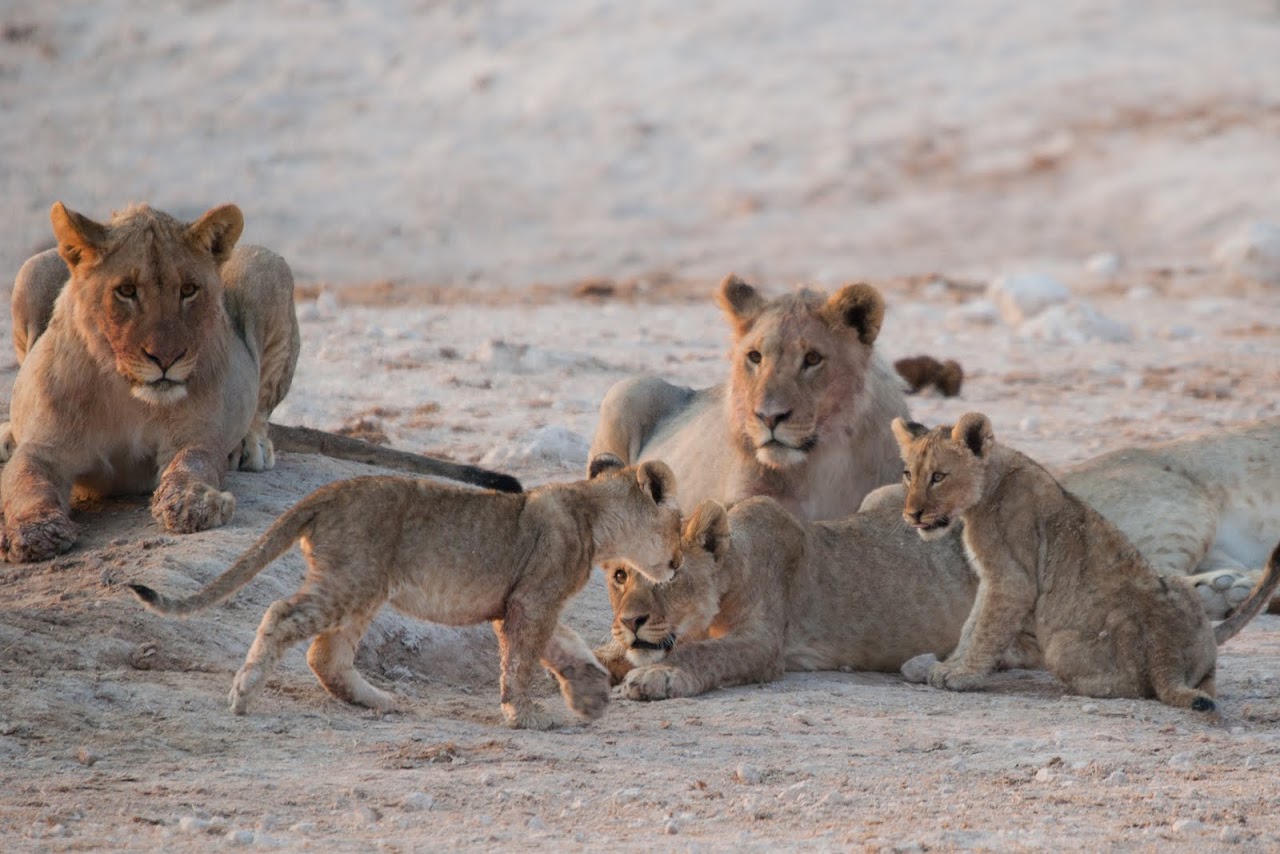 Lionesses at Etosha