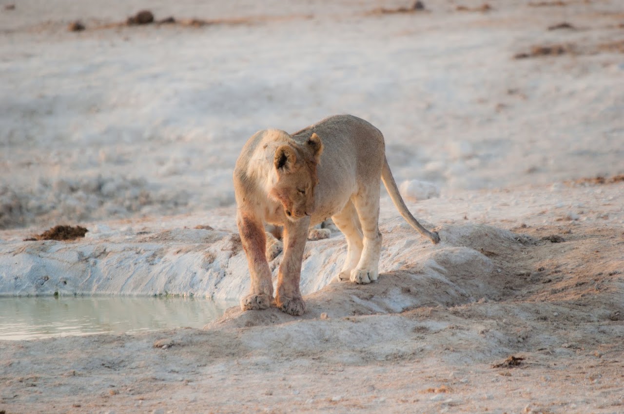 Lioness at watering hole