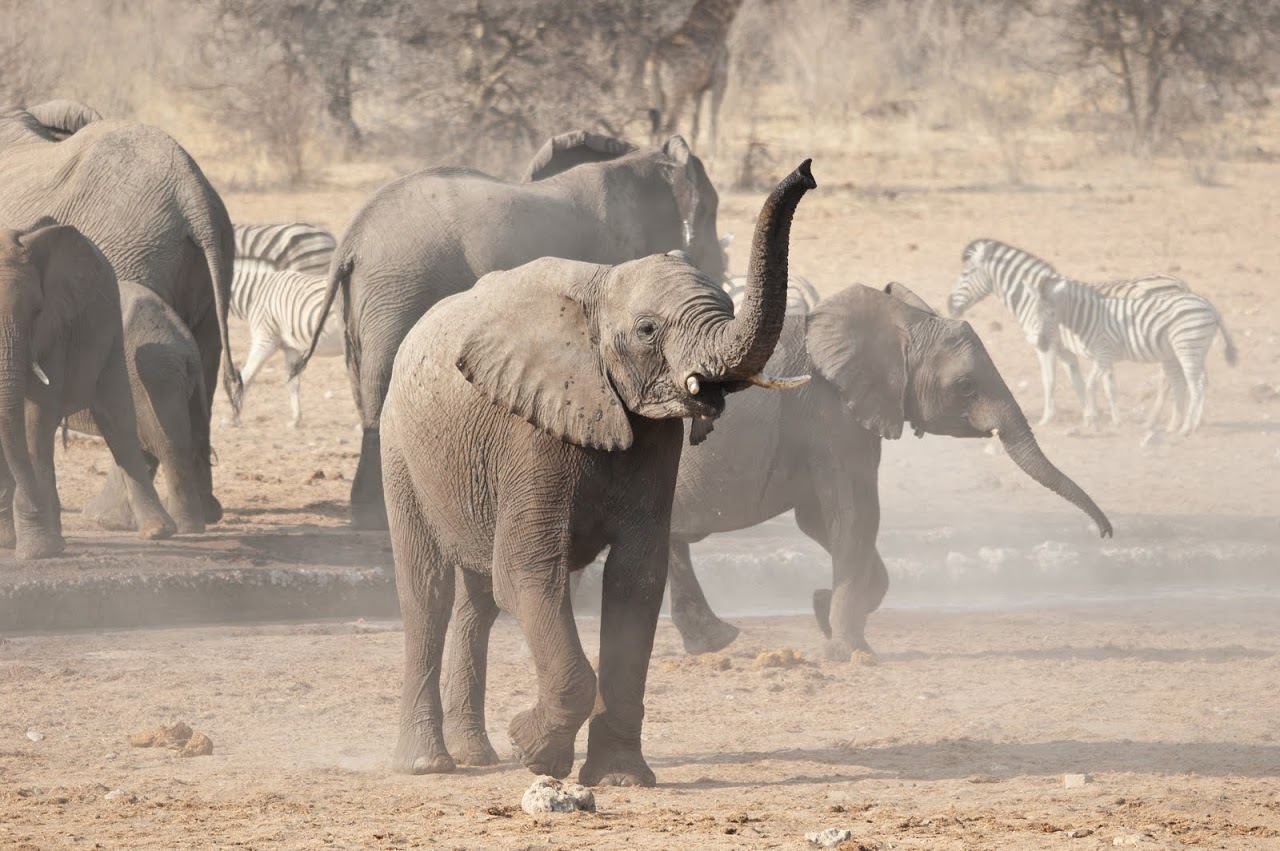Elephants at Etosha