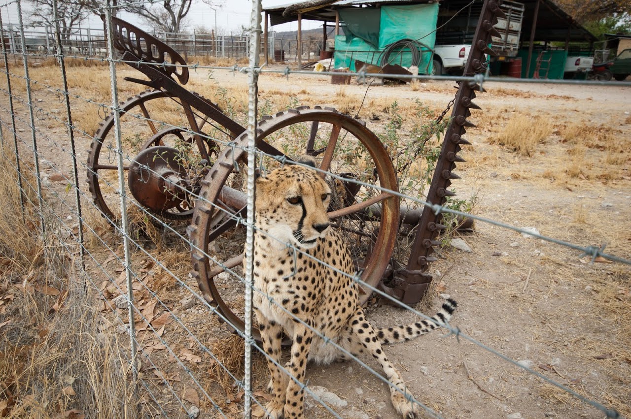 Cheetah outside fence
