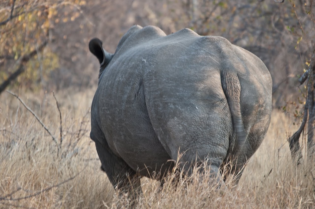 Rhino butt