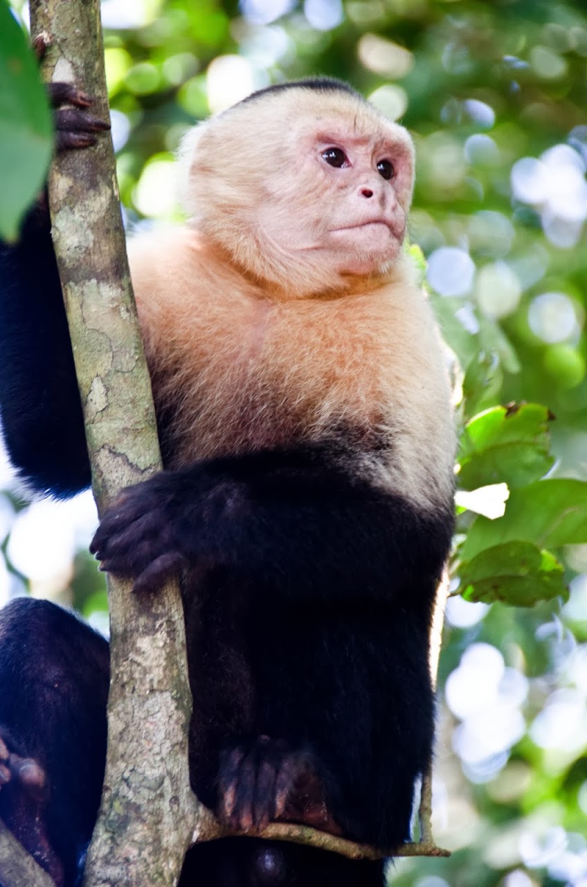 Costa Rica monkey